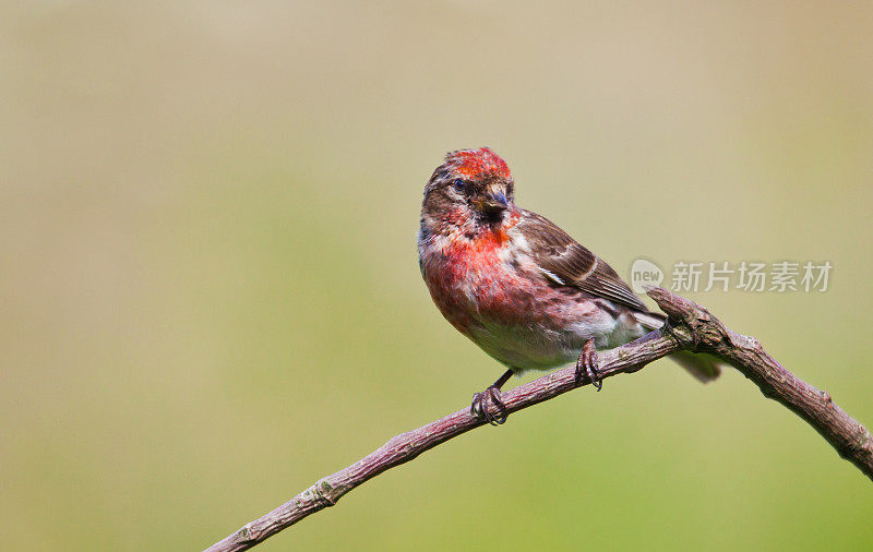 Lesser Redpoll (Carduelis cabaret)栖息在树枝上